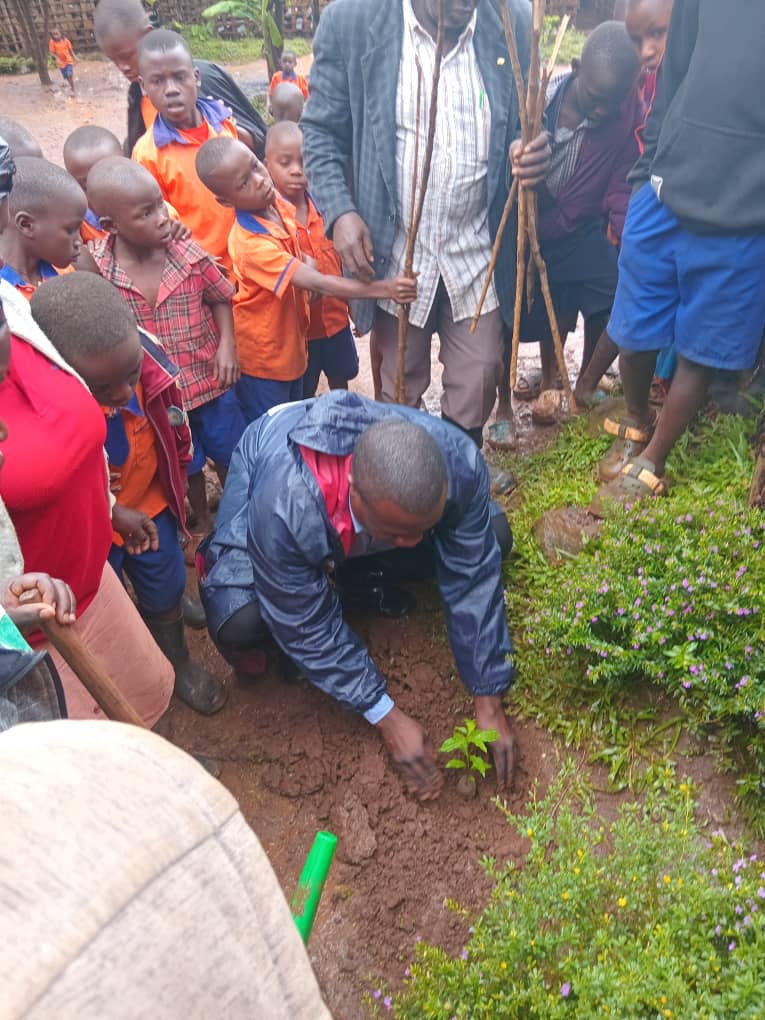 Saplings ready for planting